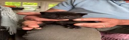 Mixed Breed cats for sale: Gorgeous kittens - Advert 3