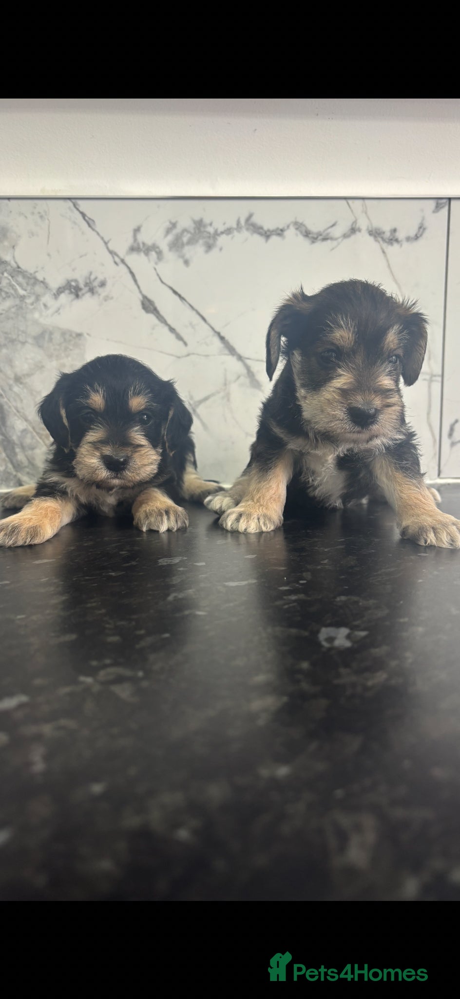 Yorkiepoo dogs for sale: 🐶Mini Yorkipoo puppies (toy size)🐶 - Advert 4