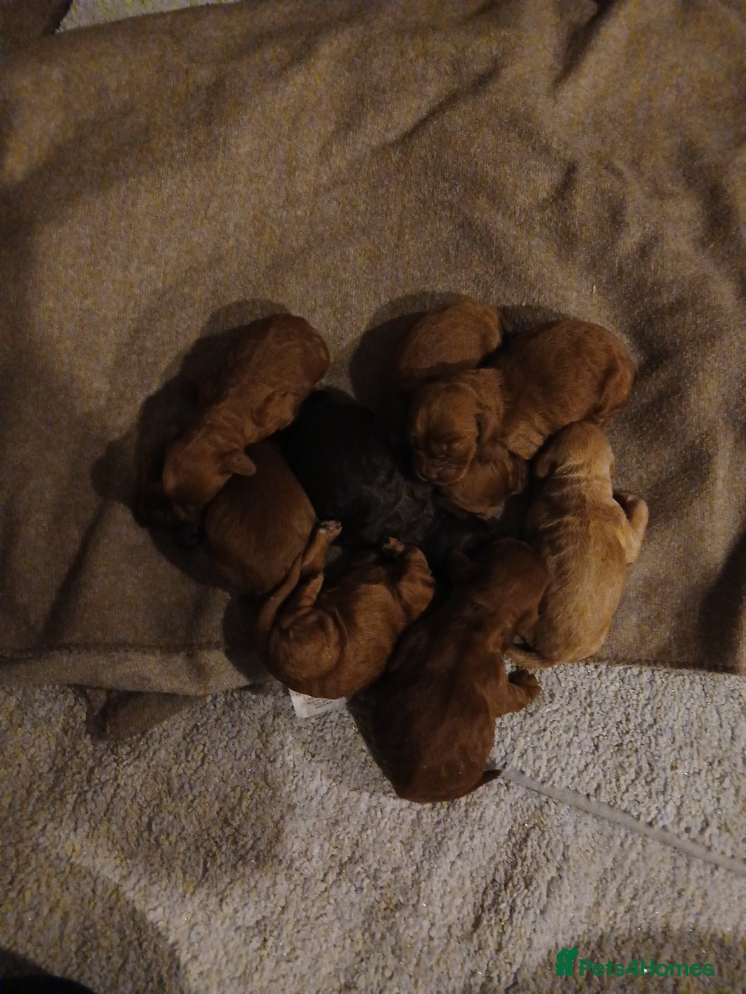 Cockapoo dogs for sale: Cockapoo puppies Ready 14th Feb - Advert 5