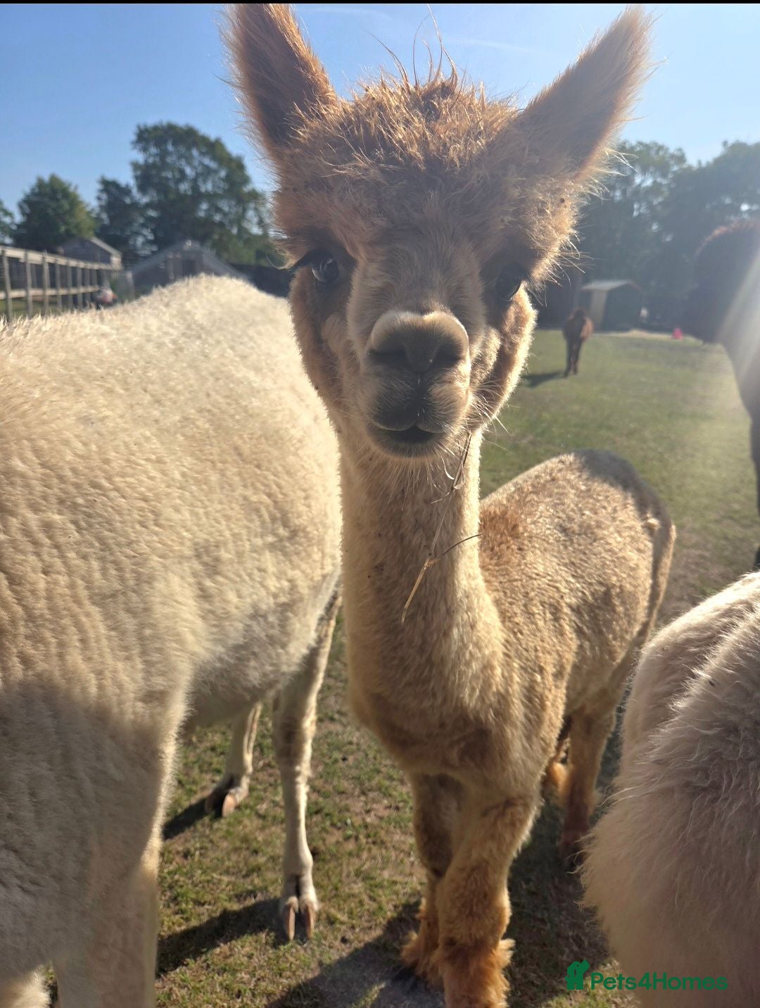 Alpaca livestock Alpacas  - Advert 5