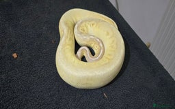 Python Snake reptiles for sale: Mixed Male and Female Royal Pythons - Image 10