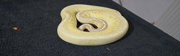Python Snake reptiles for sale: Mixed Male and Female Royal Pythons - Advert 10