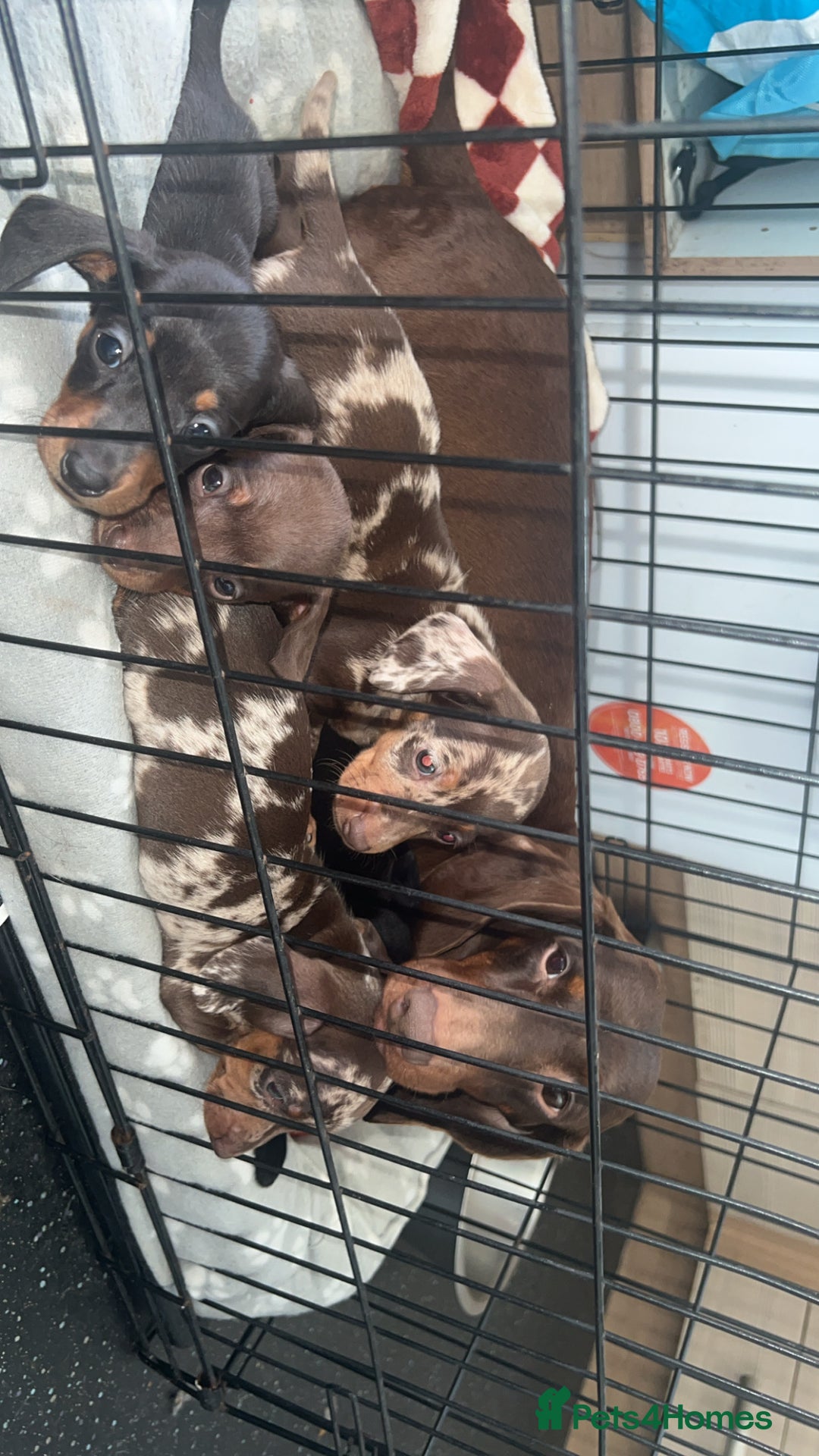 Dachshund dogs for sale: ✨Dachshunds 👀 for forever 🏡 £900 ONO✨ - Advert 1