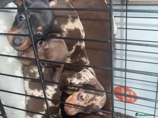 Dachshund dogs ✨Dachshunds 👀 for forever 🏡 £900 ONO✨ - Advert 2