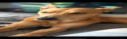 Lurcher dogs for sale:     10 beautiful Lurcher Puppies  6 Girls, 4 Boys  - Advert 6