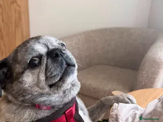 Pug dogs Miss Lola needs a loving home - Advert 2