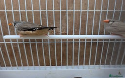 Finches birds for sale: Zebra finchs  - Image 3