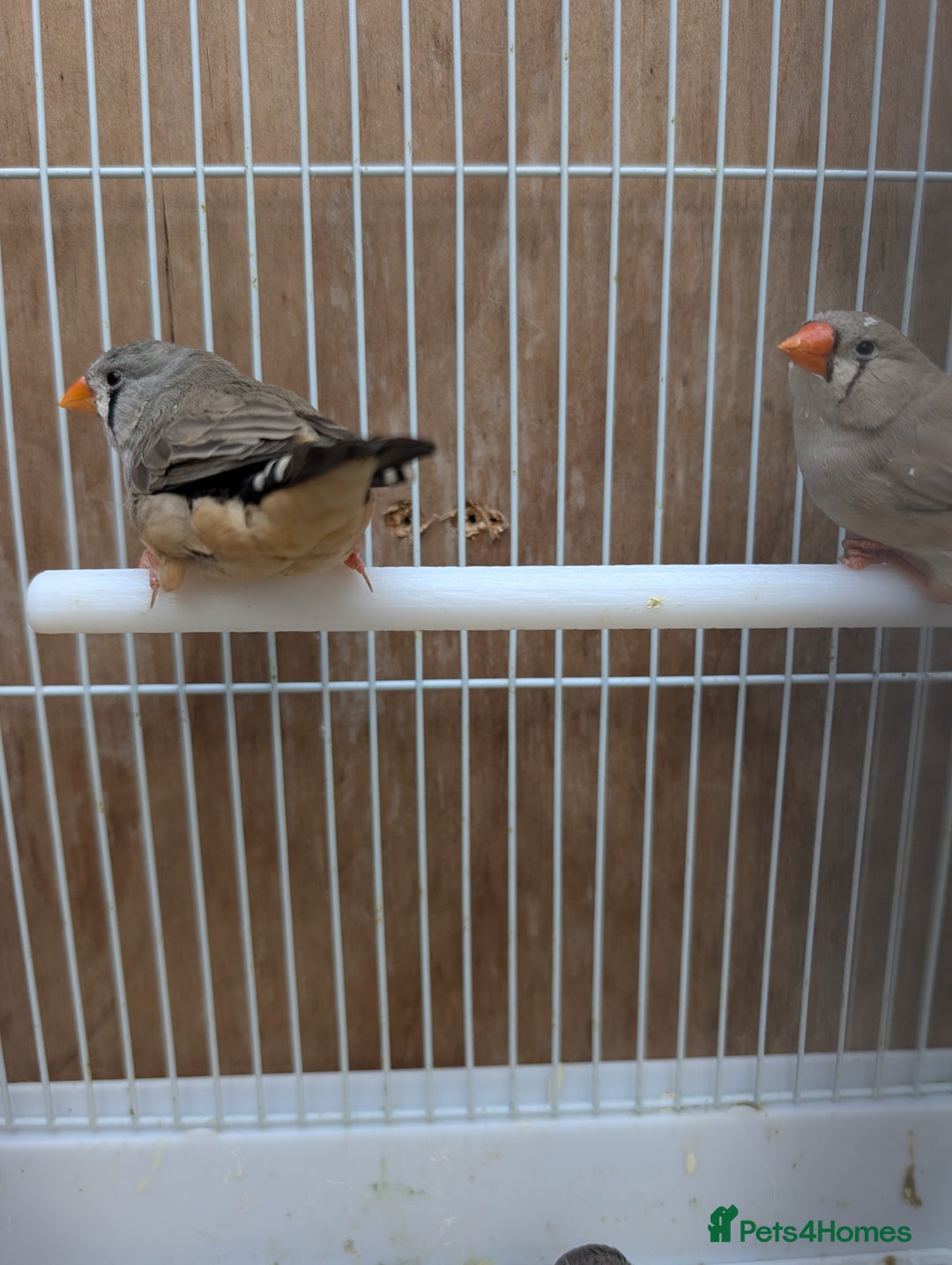 Finches birds for sale: Zebra finchs  - Image 3