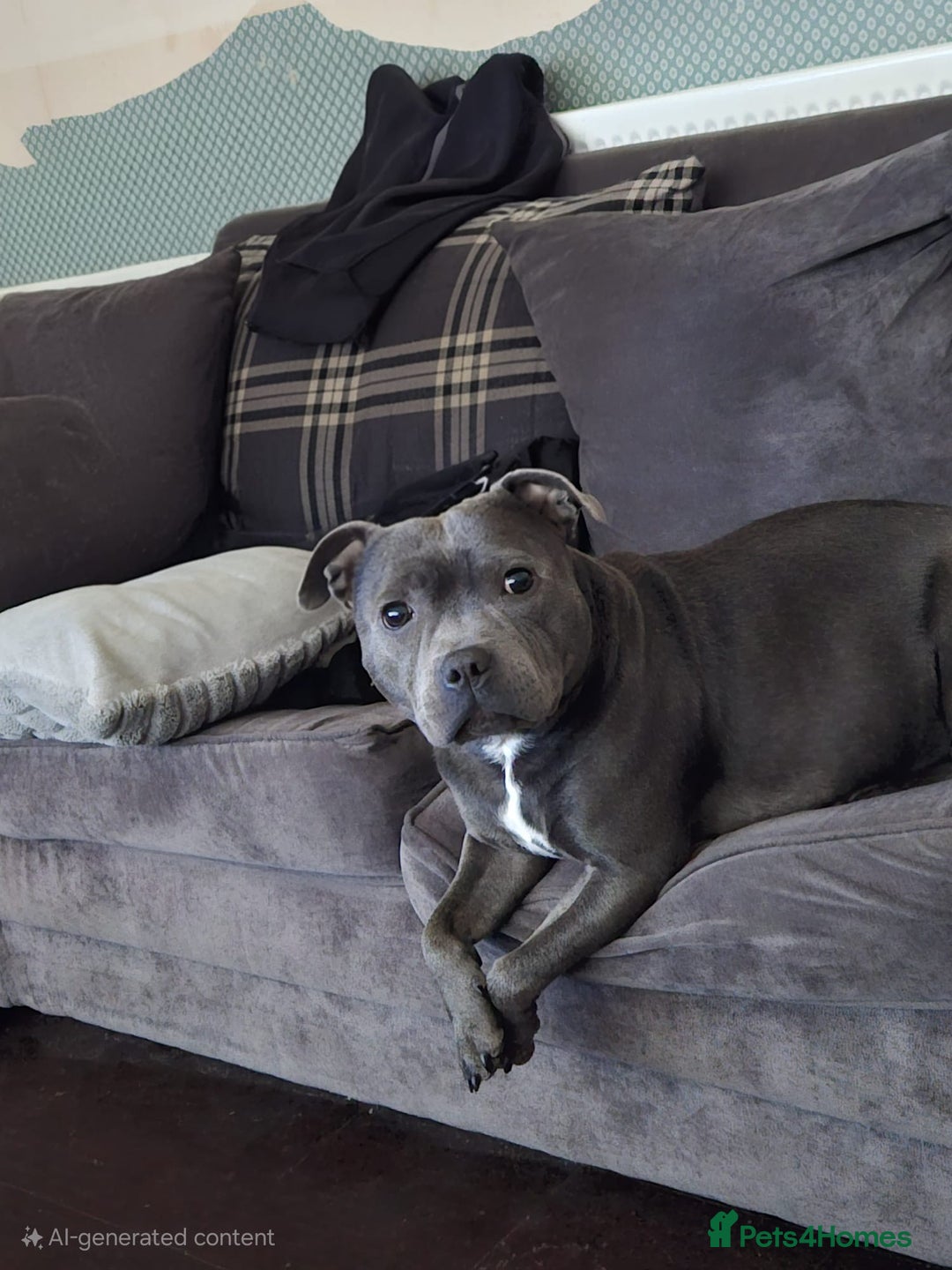 Staffordshire Bull Terrier dogs for sale: Puppy female staffy - Advert 4