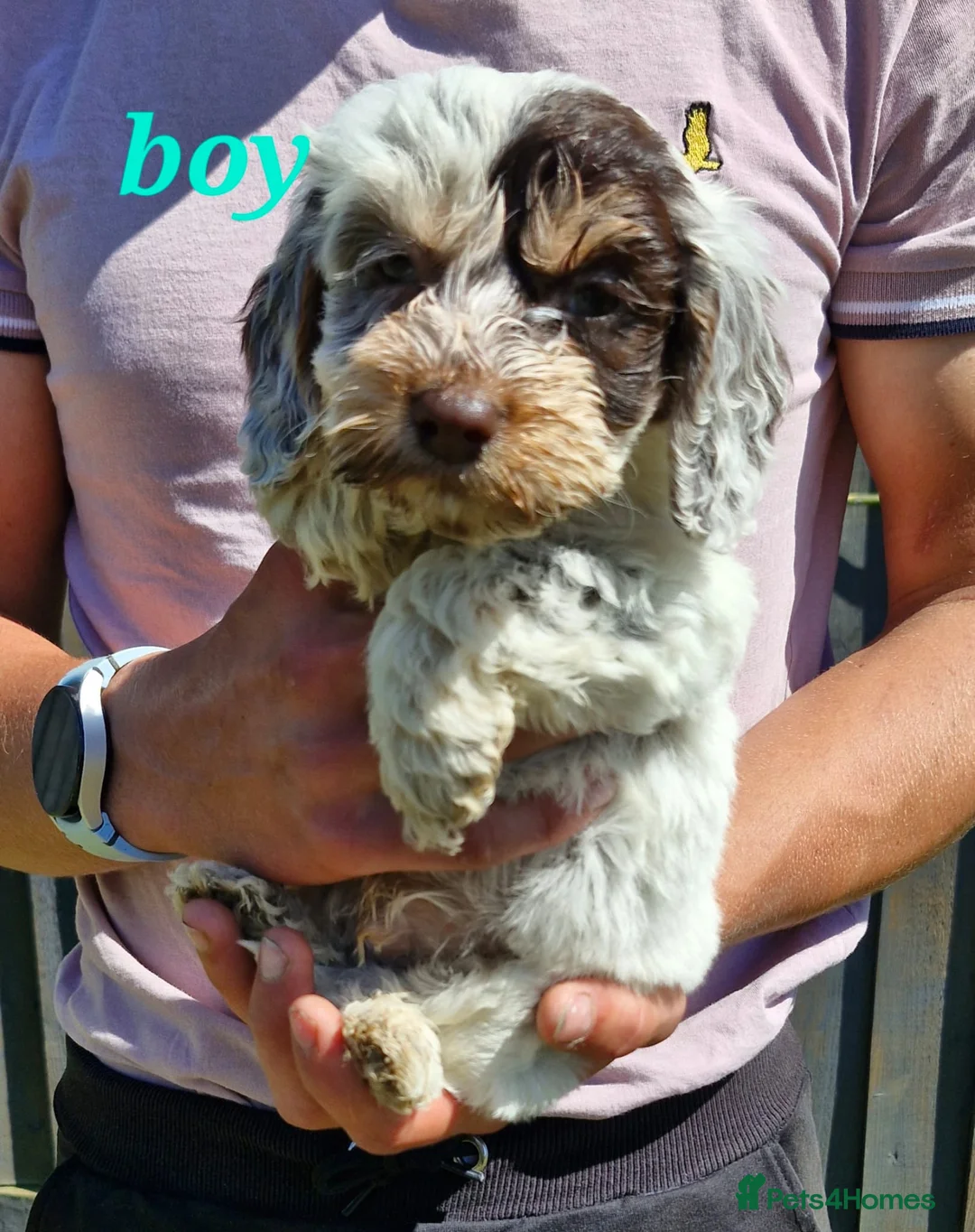 Cockapoo dogs for sale: 6 Beautiful little cockapoo pups ready to leavenow in Market Rasen - Advert 2