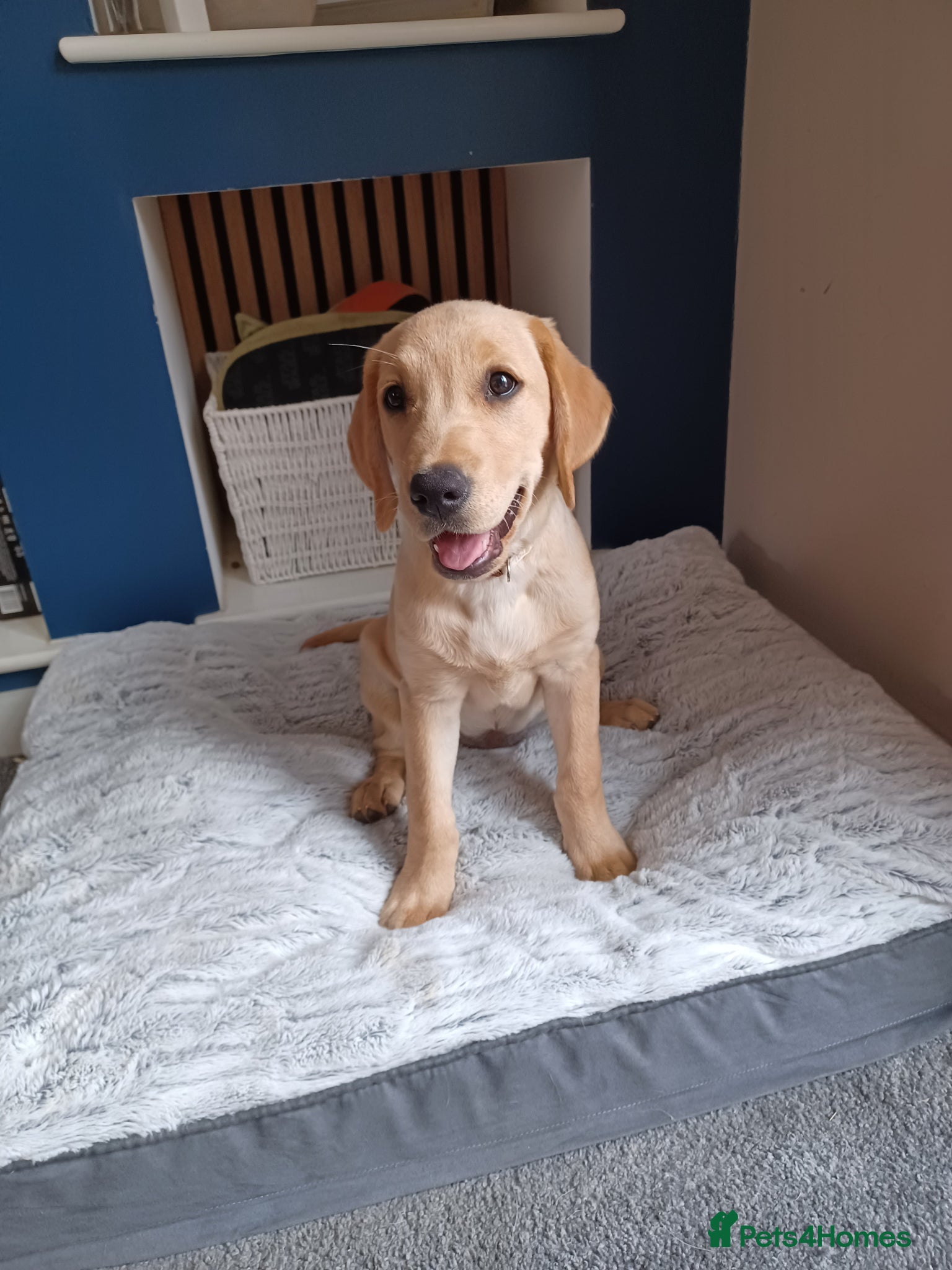 Labrador Retriever dogs for sale: Last golden girl looking for her forever home - Advert 1
