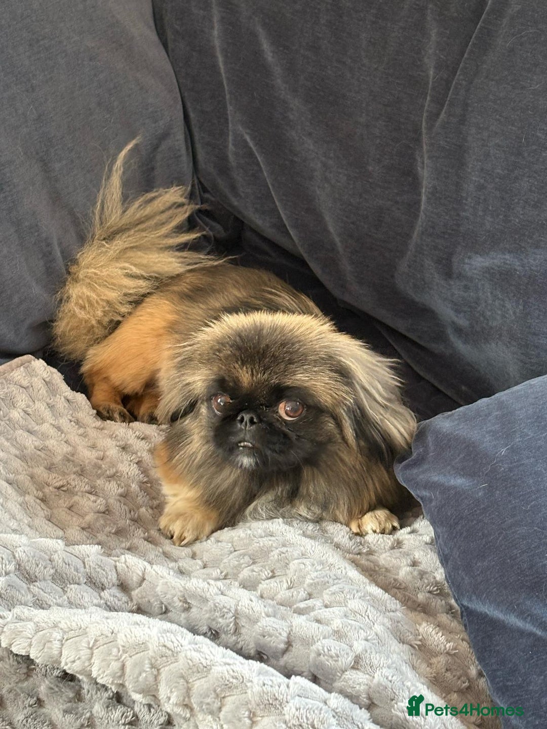 Pekingese dogs for sale: Sleeve Pekingese  - Advert 5