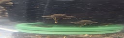 Plecos fish for sale: Baby bristlenose plecos  - Advert 1