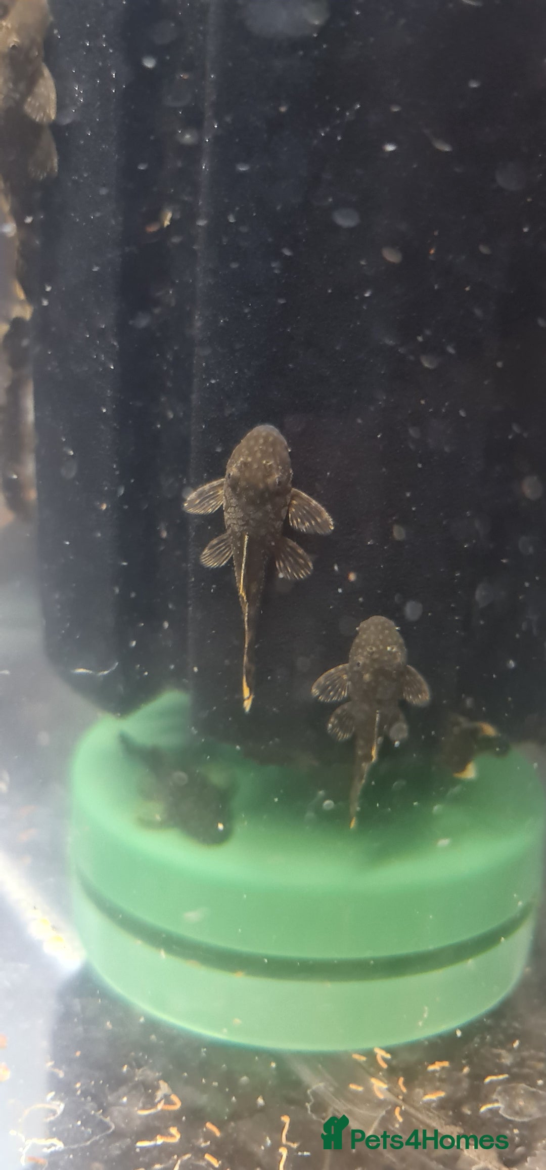 Plecos fish for sale: Baby bristlenose plecos  - Advert 1