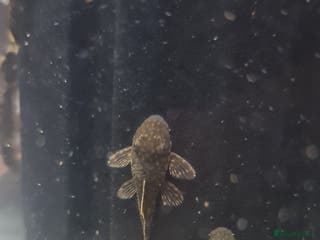 Plecos fish Baby bristlenose plecos - Advert 9