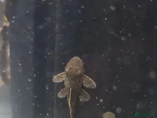 Plecos fish Baby bristlenose plecos - Advert 6
