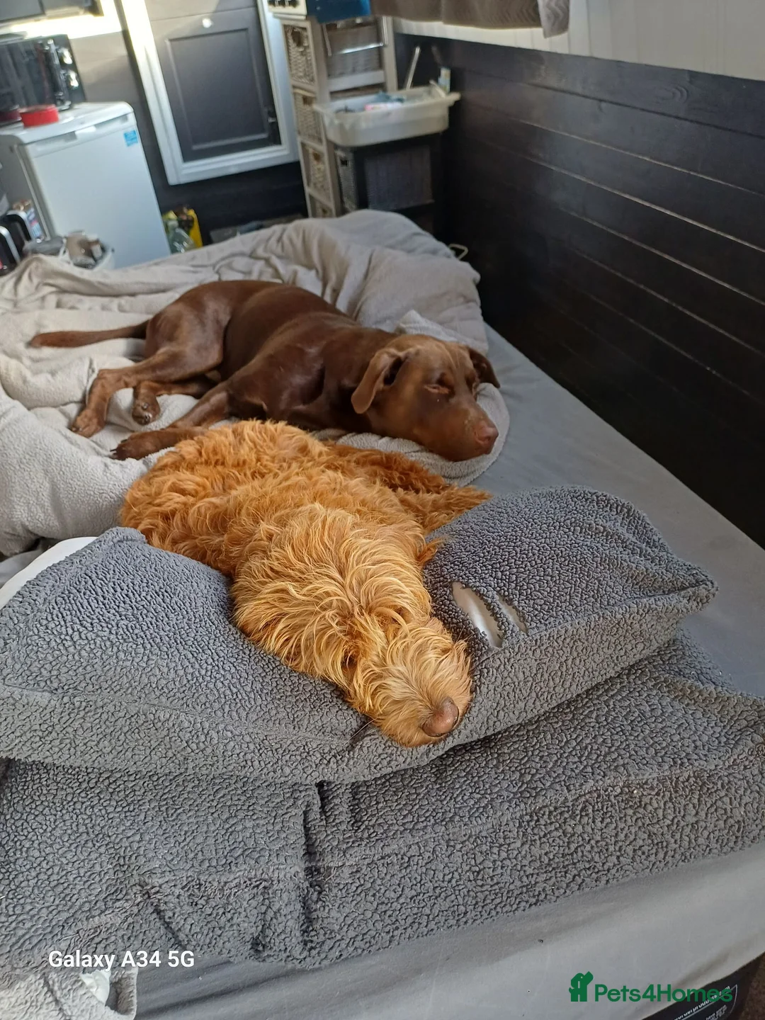 Labradoodle dogs for sale: Beautiful Labradoodle Puppies   in Burton-on-Trent - Advert 2