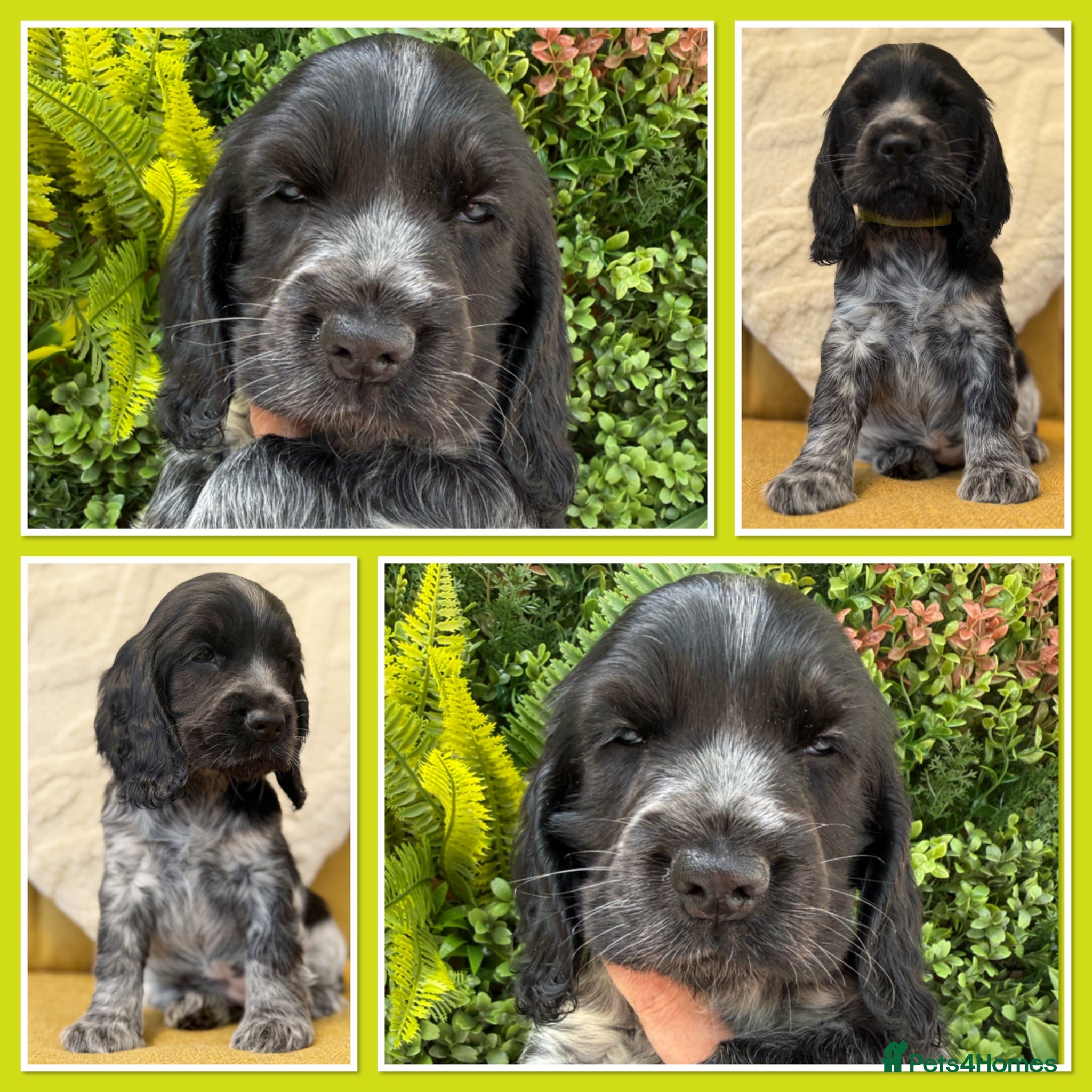 Cocker Spaniel dogs Sykehead cocker spaniels KC comprehensive health - Advert 1