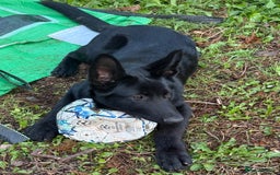 German Shepherd dogs for sale: 4 Month old German Shepherd Puppy for sale - Image 12