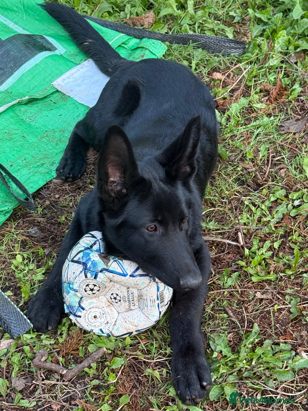German Shepherd dogs for sale: 4 Month old German Shepherd Puppy for sale - Image 12