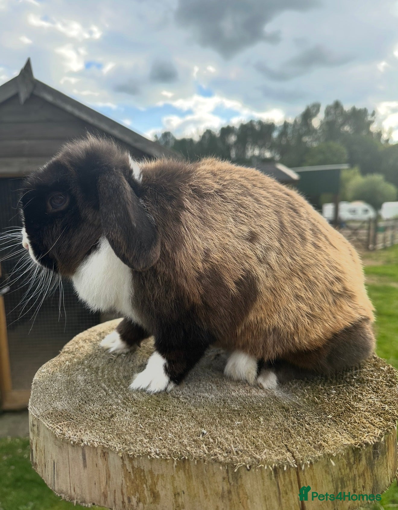 Mini Lop rabbits for sale: Mini lops looking for new homes  - Advert 2