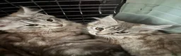 Maine Coon cats for sale: *ready soon*Pedigree GCCF MaineCoon girls  - Advert 4