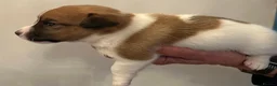Jack Russell dogs for sale: Jack Russell Puppies - Advert 11