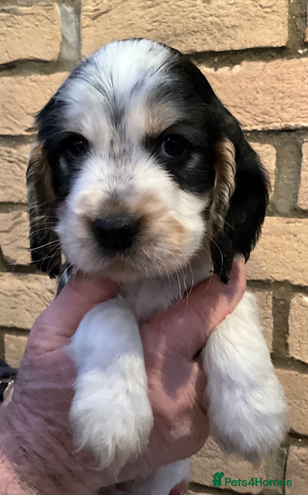 Cocker Spaniel dogs for sale: Stunning Litter of Show Cocker Spaniel Puppies  - Advert 15
