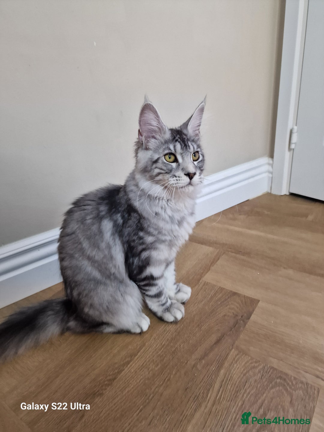 Maine Coon cats for sale: Pure maine coon - Image 26