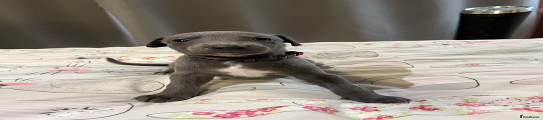  Puppy 2