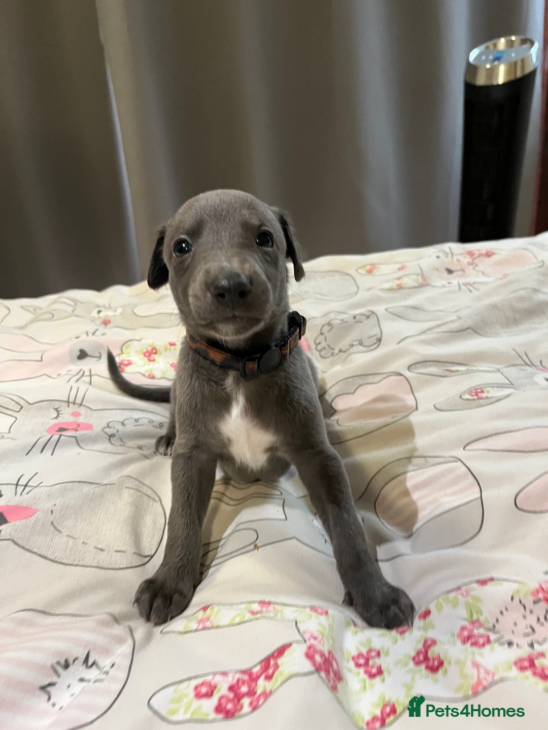 Whippet dogs for sale: Whippet puppies  - Image 29