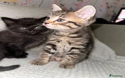 Domestic Shorthair cats for sale: 3 Domestic Kittens - Image 3