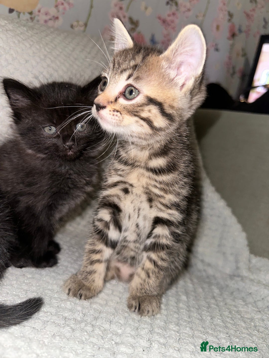 Domestic Shorthair cats for sale: 3 Domestic Kittens - Image 3