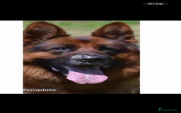 German Shepherd dogs for stud: Kc reg PROVEN Champion bloodline male for stud  in Oldham - Image 11