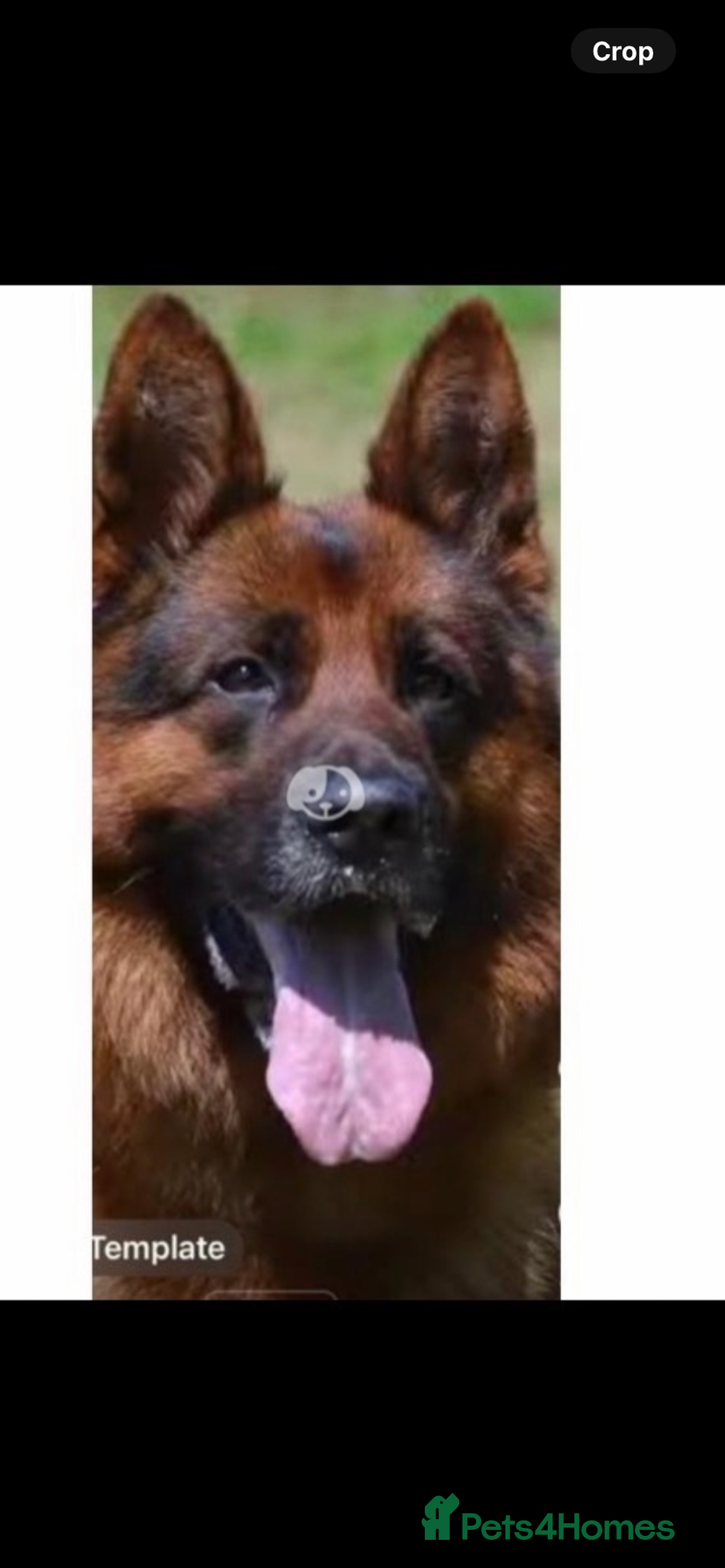 German Shepherd dogs for stud: Kc reg PROVEN Champion bloodline male for stud  in Oldham - Image 11