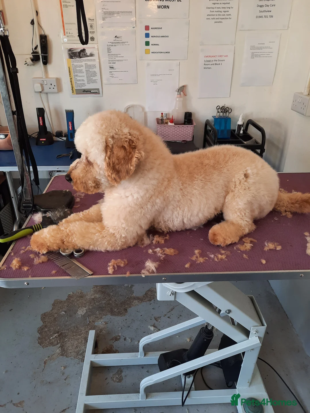 Miniature Poodle dogs for stud: KC Registered Stud Mini Poodle Winnie  in March - Advert 5