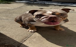 English Bulldog dogs for sale: Lilac English British Bulldog  - Image 2