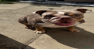 English Bulldog dogs - Advert 11