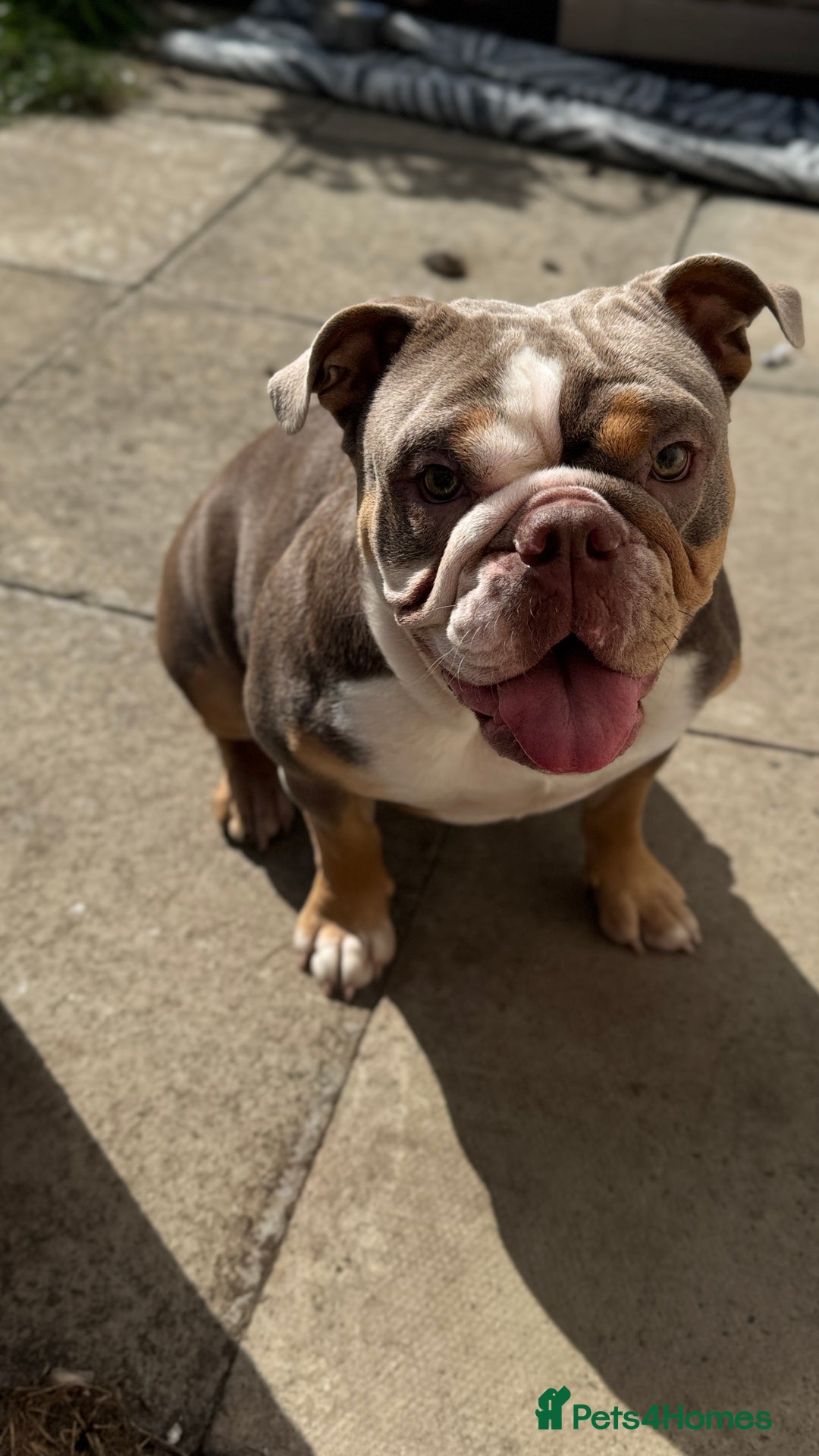 English Bulldog dogs for sale: Lilac English British Bulldog  - Image 2