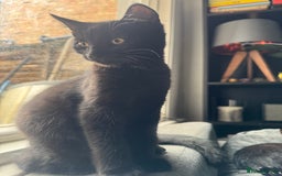 Domestic Shorthair cats for sale: Sweet and playful black Kittens - Image 3