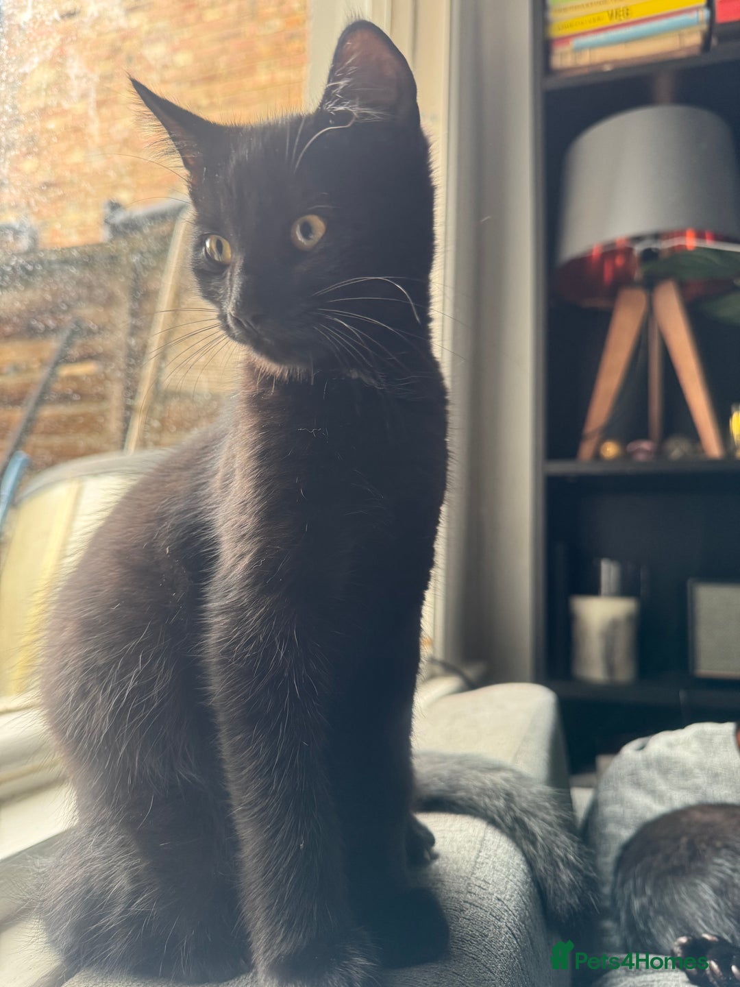 Domestic Shorthair cats for sale: Sweet and playful black Kittens - Image 3