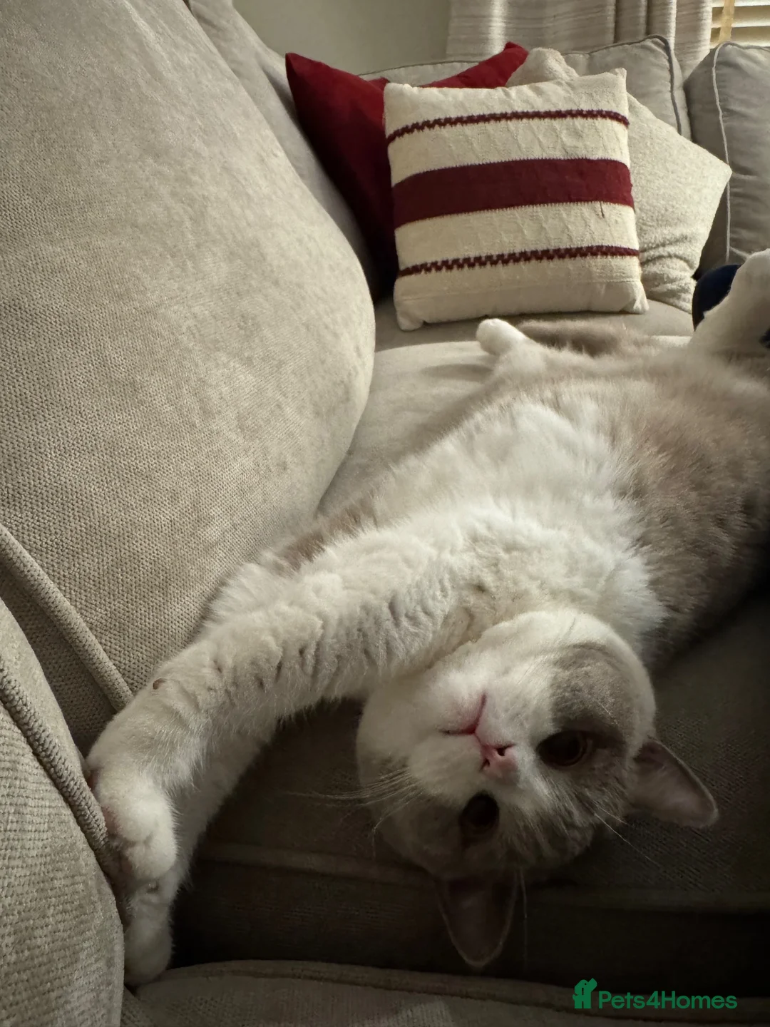 British Shorthair cats for sale: Loving home wanted  - Advert 2