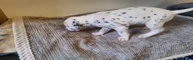 Dalmatian 7