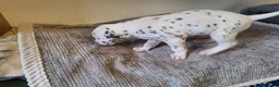 Dalmatian dogs for sale: Perdi's litter in Yeovil - Advert 3