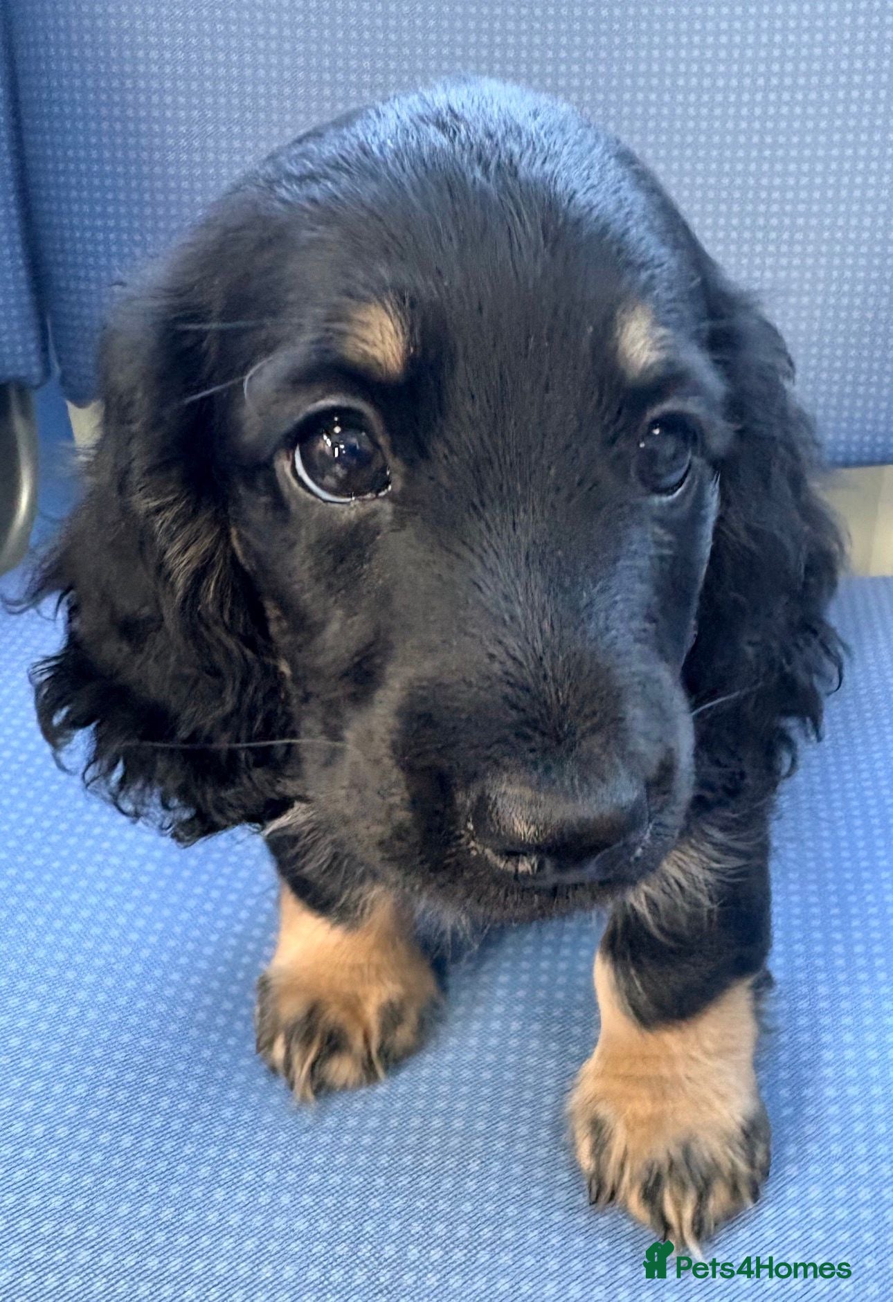 Miniature Dachshund dogs Beautiful long hair miniature dachshund pups - Advert 5