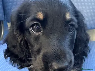 Miniature Dachshund dogs Beautiful long hair miniature dachshund pups - Advert 6