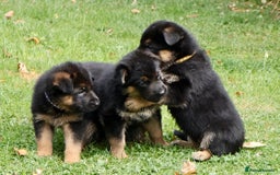 German Shepherd dogs for sale: 1 KC reg Quality Showline female puppy available  - Image 11