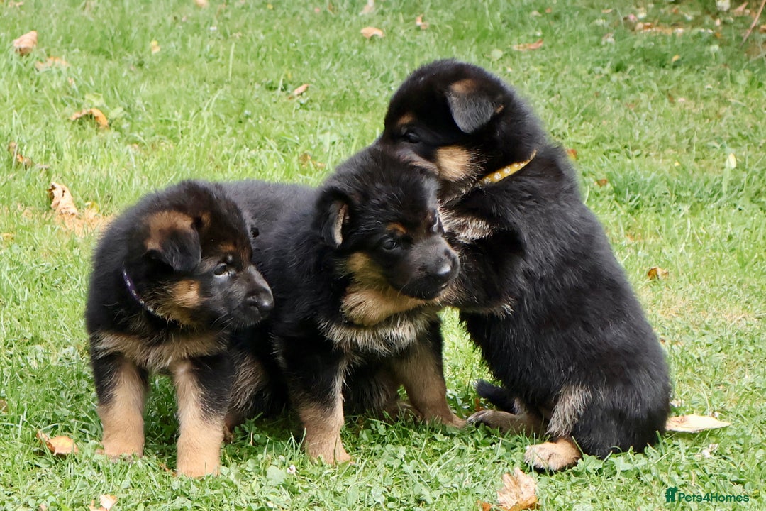 German Shepherd dogs for sale: 1 KC reg Quality Showline female puppy available  - Image 11