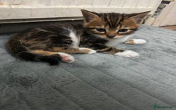 Bengal cats for sale: Half bengal kittens - Image 1