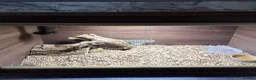 Bearded Dragon reptiles for sale: Bearded Dragon for sale with enclosure  - Advert 7